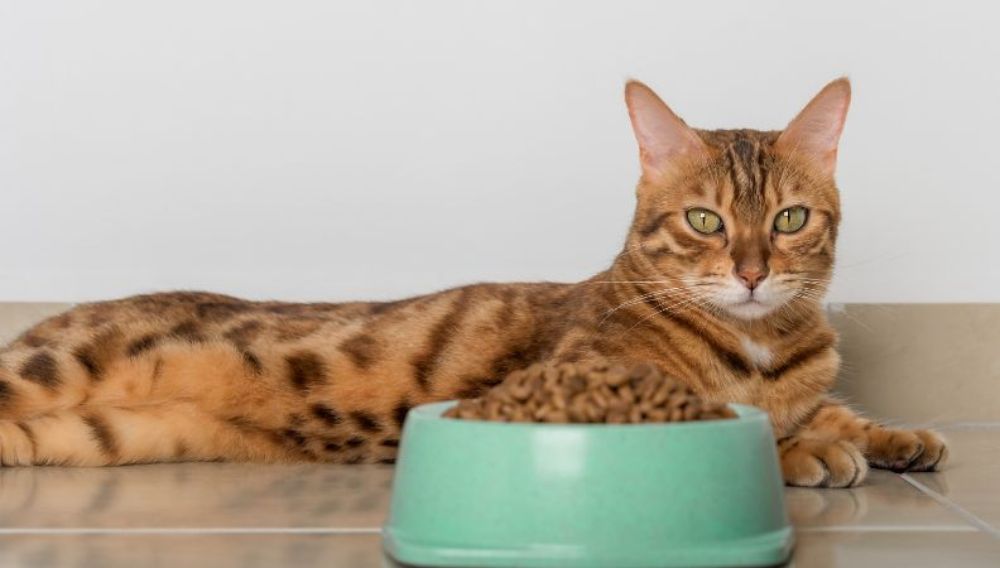 Min kat vil ikke spise sit nye mad – hvad nu?